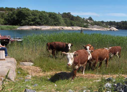 Pic from Berghamn - Houtskär. Several private land-owners have made management plans for their land areas and agreements have been made with farmers to get animals out to the islands. 