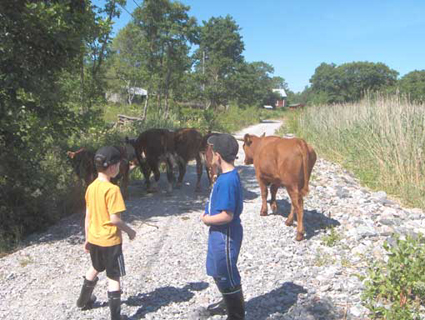 Pic from Berghamn - Houtskär. Metsähallitus, environmental authorities, associations, municipalities, landowners and farmers have participated in the management of both private and state-owned land.  