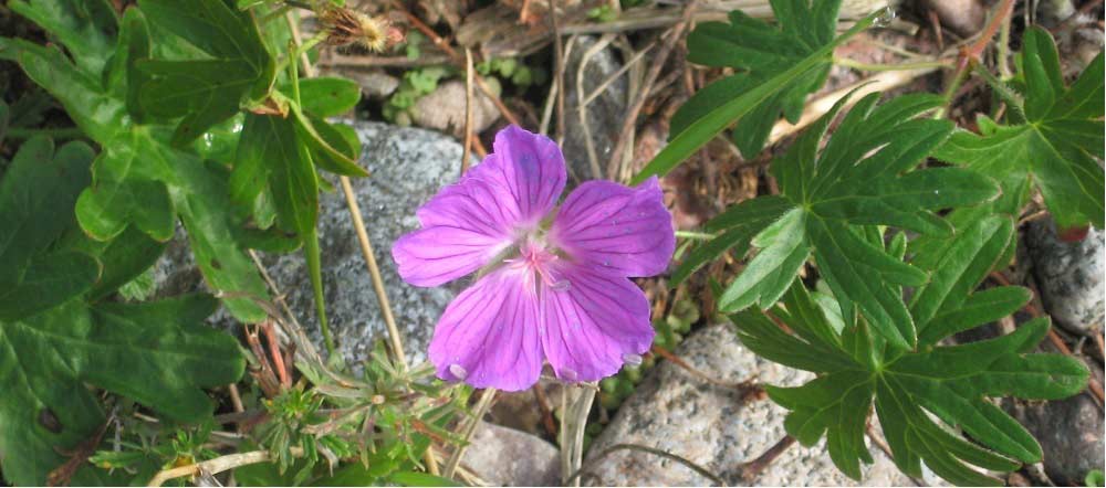 Saaristomeren biosfäärialue